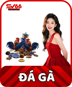 Đá Gà SV66 - Khám Phá Đấu Trường Chọi Kê Cực Đỉnh 2026